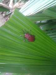 Coraliomela aeneoplagiata