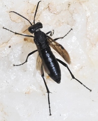 Macrophya annulata