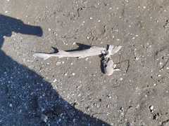Mustelus mustelus