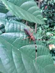 Cosmocerus strigosus