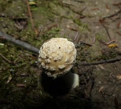 Amanita stranella