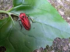 Sphenoclypeana parana