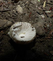 Amanita stranella