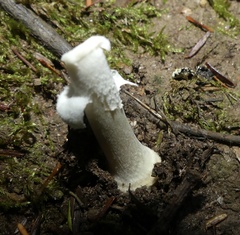 Amanita stranella