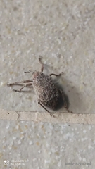 Hyperinae