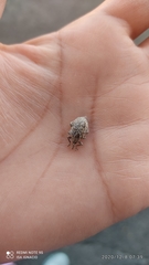 Hyperinae