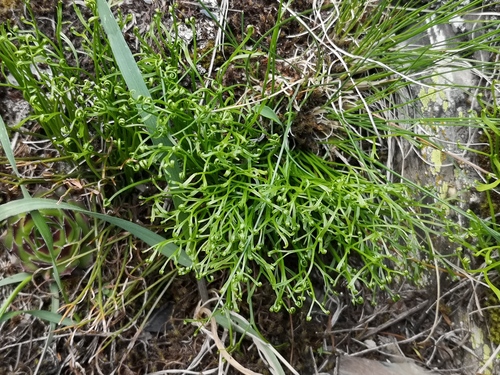 slezinník severný (Asplenium septentrionale)