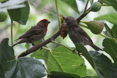 Haemorhous mexicanus