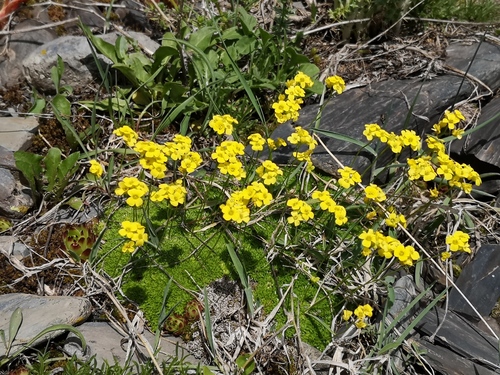 Draba rigida, photograph 1