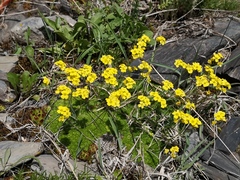 Todd Boland, CC BY, iNaturalist via GBIF Draba rigida, photograph Todd Boland, CC BY, iNaturalist via GBIF