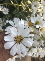 Montanoa bipinnatifida