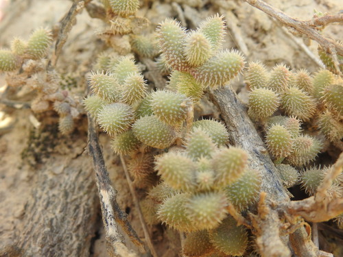Delosperma echinatum