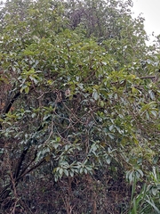 Ternstroemia gymnanthera