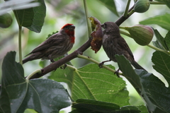 Haemorhous mexicanus