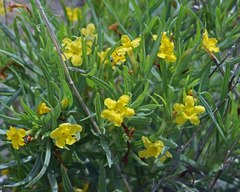 Lithospermum multiflorum