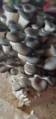 Pleurotus columbinus