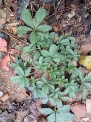 Potentilla kleiniana