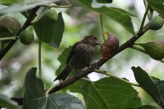 Haemorhous mexicanus