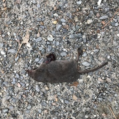 Sorex fumeus