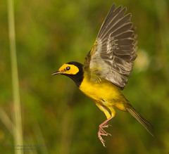 Setophaga citrina