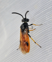 Arge melanochra