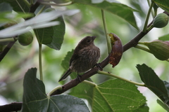 Haemorhous mexicanus