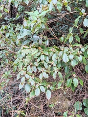 Rhododendron ovatum