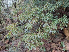 Rhododendron ovatum