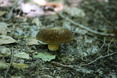 Xanthoconium affine maculosus