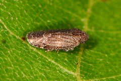 Opsiplanon luella