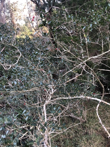 Ilex vomitoria image