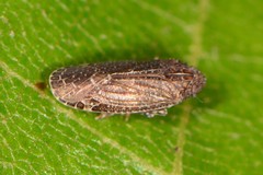 Opsiplanon luella