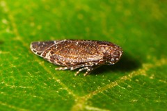 Opsiplanon luella