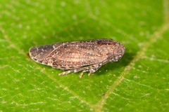 Opsiplanon luella