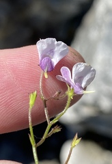 Nemesia diffusa