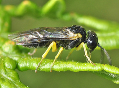 Aneugmenus padi