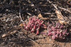 Cheiridopsis rostrata