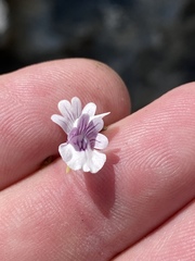 Nemesia diffusa