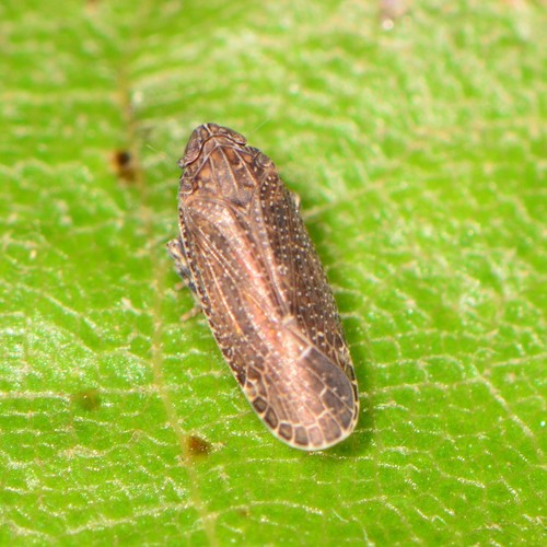 Opsiplanon luellus (Metcalf, 1923)