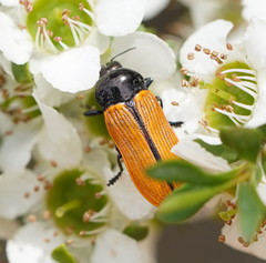 Castiarina rufipennis