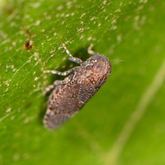 Opsiplanon luella