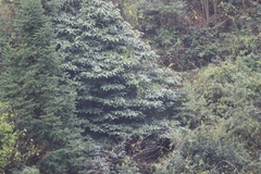 Lindera megaphylla