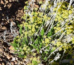Cymopterus anisatus