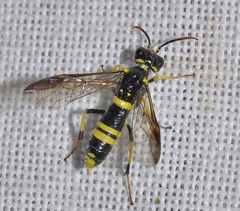 Allantus enslini
