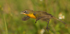 Icteria virens