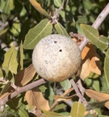 Amphibolips trizonata