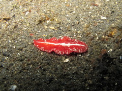 Pseudoceros rubronanus