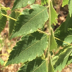 Koelreuteria
