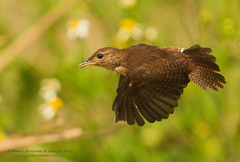 Troglodytes aedon