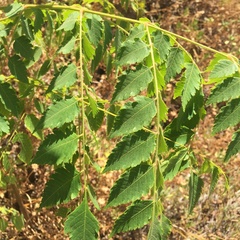 Koelreuteria